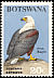 African Fish Eagle Haliaeetus vocifer