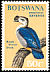 Knob-billed Duck Sarkidiornis melanotos  1967 Birds 