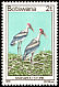 Marabou Stork Leptoptilos crumenifer  1978 Birds 