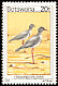 Crowned Lapwing Vanellus coronatus  1978 Birds 