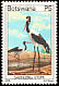 Saddle-billed Stork Ephippiorhynchus senegalensis  1978 Birds 