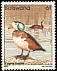 African Pygmy Goose Nettapus auritus  1982 Birds 