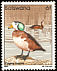 African Pygmy Goose Nettapus auritus
