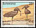 Hamerkop Scopus umbretta  1982 Birds 