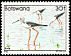 Black-winged Stilt Himantopus himantopus  1982 Birds 