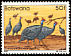 Helmeted Guineafowl Numida meleagris  1982 Birds 