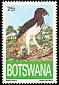 Black-chested Snake Eagle Circaetus pectoralis  1993 Endangered eagles 