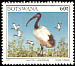 African Sacred Ibis Threskiornis aethiopicus  1997 Birds 