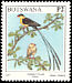 Shaft-tailed Whydah Vidua regia  1997 Birds 