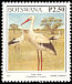 White Stork Ciconia ciconia  1997 Birds 