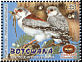 Pygmy Falcon Polihierax semitorquatus