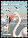 Greater Flamingo Phoenicopterus roseus