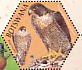 Peregrine Falcon Falco peregrinus