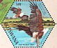 African Fish Eagle Haliaeetus vocifer