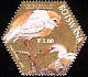 Western Cattle Egret Bubulcus ibis  2004 SAPOA 