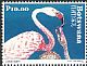 Greater Flamingo Phoenicopterus roseus