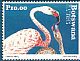 Greater Flamingo Phoenicopterus roseus