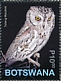African Scops Owl Otus senegalensis  2020 Owls Sheet