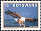 African Fish Eagle Icthyophaga vocifer  2021 Fish Eagle in Botswana 