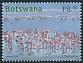 Lesser Flamingo Phoeniconaias minor  2023 Important bird areas in Botswana 