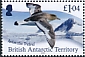 Antarctic Petrel Thalassoica antarctica