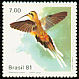 Planalto Hermit Phaethornis pretrei  1981 Hummingbirds 