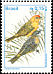 Saffron Finch Sicalis flaveola  1995 Birds 