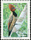 Kaempfer's Woodpecker Celeus obrieni  2008 Mercosul 