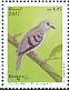 Purple-winged Ground Dove Paraclaravis geoffroyi