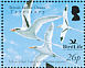 White-tailed Tropicbird Phaethon lepturus  2006 BirdLife International Sheet