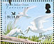 White Tern Gygis alba  2006 BirdLife International Sheet