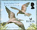 Brown Noddy Anous stolidus  2006 BirdLife International Sheet