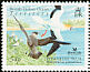 Cape Gannet Morus capensis  2007 BirdLife International 