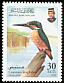 Common Kingfisher Alcedo atthis