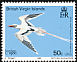 White-tailed Tropicbird Phaethon lepturus