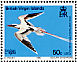 White-tailed Tropicbird Phaethon lepturus