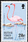 American Flamingo Phoenicopterus ruber  1995 Flamingos in Anegada 