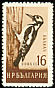 Great Spotted Woodpecker Dendrocopos major  1959 Birds 