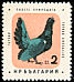 Western Capercaillie Tetrao urogallus  1961 Birds 