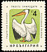 Dalmatian Pelican Pelecanus crispus  1961 Birds 