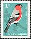 Eurasian Bullfinch Pyrrhula pyrrhula  1965 Birds 