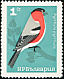 Eurasian Bullfinch Pyrrhula pyrrhula