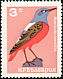 Common Rock Thrush Monticola saxatilis  1965 Birds 