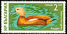 Ruddy Shelduck Tadorna ferruginea