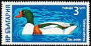 Common Shelduck Tadorna tadorna  1976 Waterfowl 