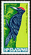 Black Woodpecker Dryocopus martius  1978 Woodpeckers 