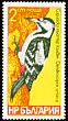 Syrian Woodpecker Dendrocopos syriacus  1978 Woodpeckers 