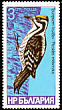 Eurasian Three-toed Woodpecker Picoides tridactylus