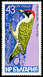 European Green Woodpecker Picus viridis