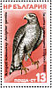 Eurasian Goshawk  Accipiter gentilis